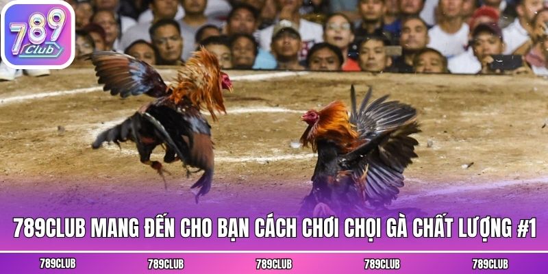 789club mang đến cho bạn cách chơi chọi gà chất lượng #1