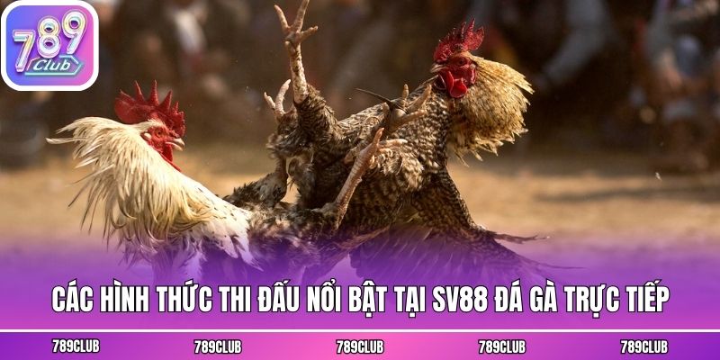 Các hình thức thi đấu nổi bật tại SV88 đá gà trực tiếp