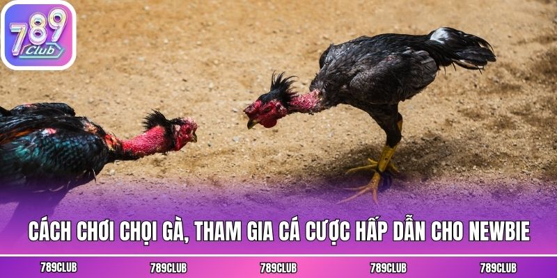 Cách Chơi Chọi Gà, Tham Gia Cá Cược Hấp Dẫn Cho Newbie