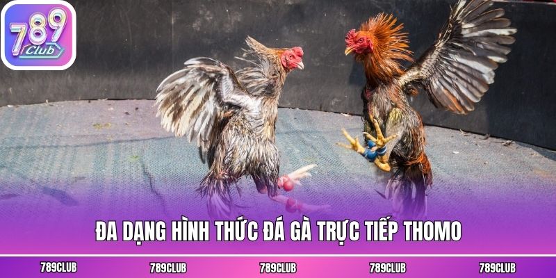 Đa dạng hình thức đá gà trực tiếp Thomo