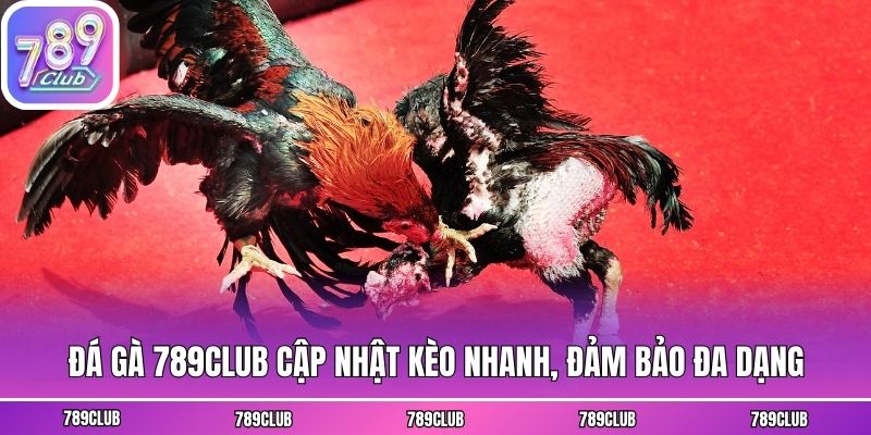 Đá gà 789club cập nhật kèo nhanh, đảm bảo đa dạng