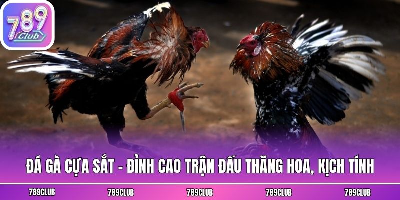 Đá Gà Cựa Sắt - Đỉnh Cao Trận Đấu Thăng Hoa, Kịch Tính