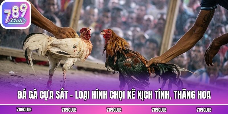 Đá gà cựa sắt - Loại hình chọi kê kịch tính, thăng hoa