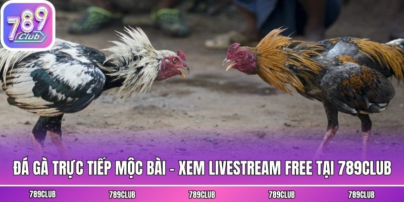 Đá Gà Trực Tiếp Mộc Bài - Xem Livestream Free Tại 789club