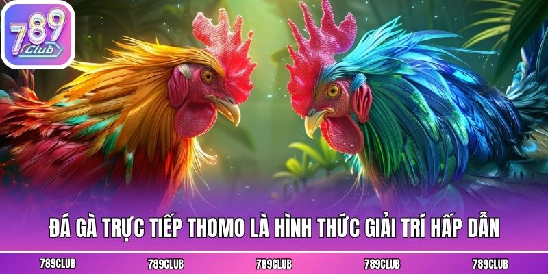 Đá gà trực tiếp Thomo là hình thức giải trí hấp dẫn