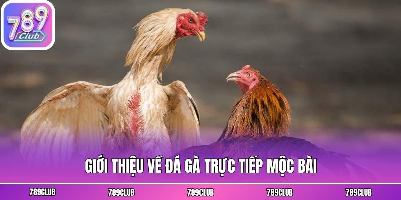 Giới thiệu về đá gà trực tiếp mộc bài