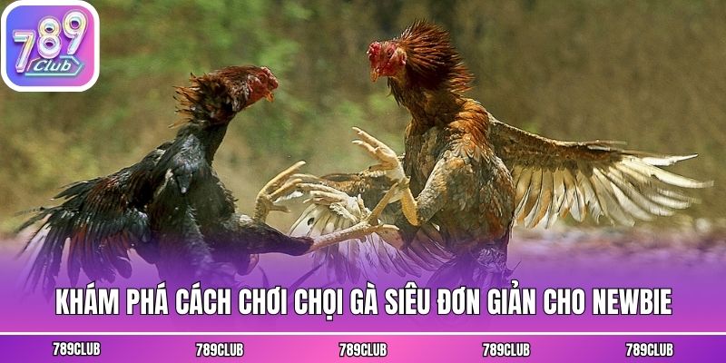 Khám phá cách chơi chọi gà siêu đơn giản cho newbie