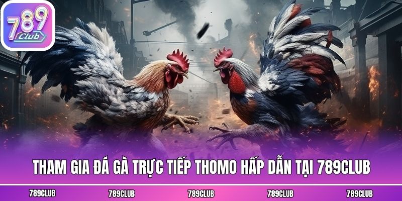 Tham Gia Đá Gà Trực Tiếp Thomo Hấp Dẫn Tại 789club