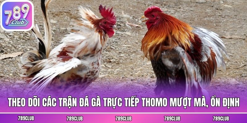 Theo dõi các trận đá gà trực tiếp Thomo mượt mà, ổn định