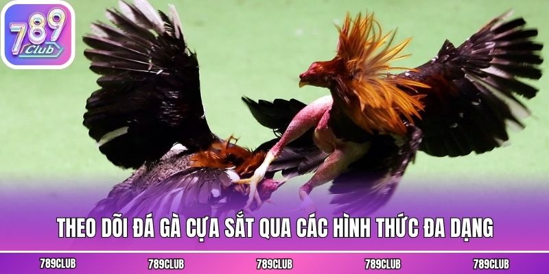 Theo dõi đá gà cựa sắt qua các hình thức đa dạng