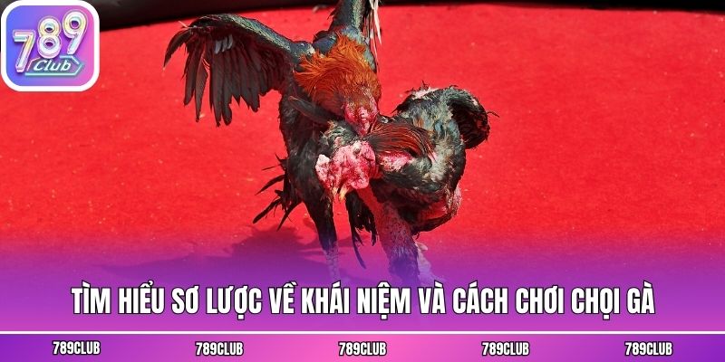 Tìm hiểu sơ lược về khái niệm và cách chơi chọi gà