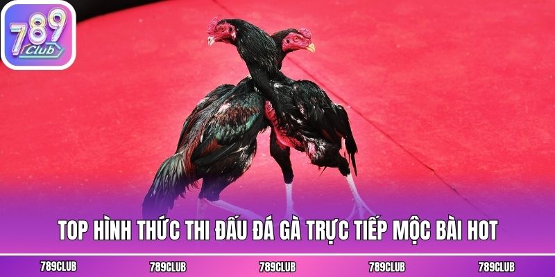 Top hình thức thi đấu đá gà trực tiếp mộc bài hot