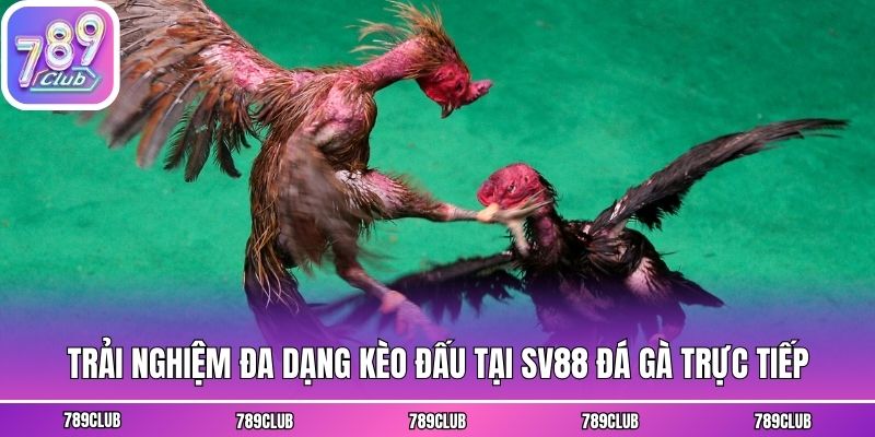 Trải nghiệm đa dạng kèo đấu tại SV88 đá gà trực tiếp