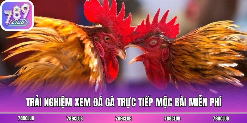 Trải nghiệm xem đá gà trực tiếp mộc bài miễn phí