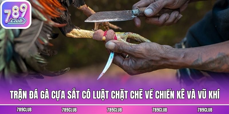 Trận đá gà cựa sắt có luật chặt chẽ về chiến kê và vũ khí
